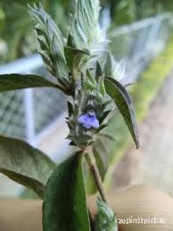 Rungia pectinata flower10.jpg